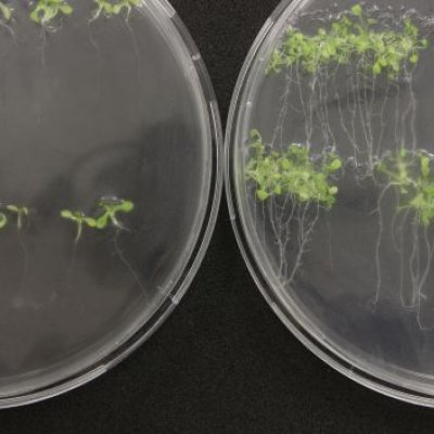 A close up photo of 2 microscope plates showing tiny green seedlings and their roots.